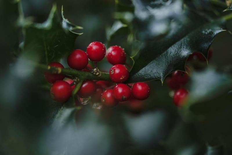 Wild Berries Dessert